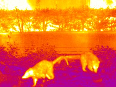 UTx210W Compact Economy Thermal Monocular